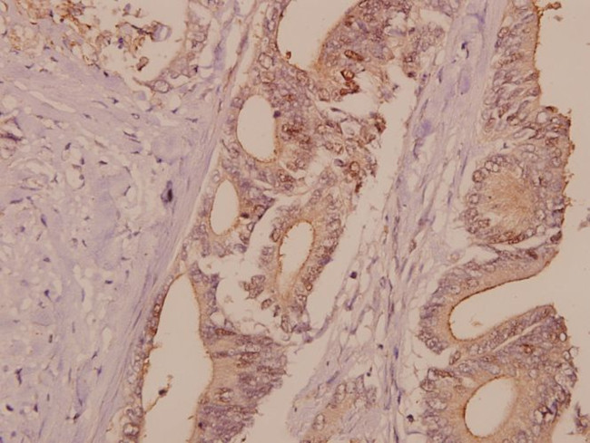 DNA Ligase I Antibody in Immunohistochemistry (Paraffin) (IHC (P))