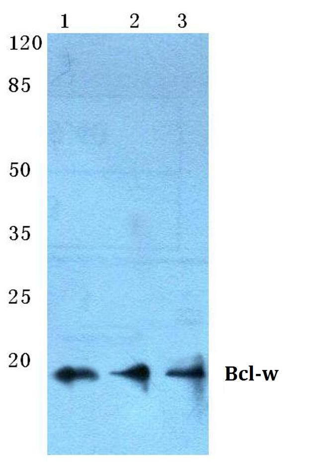 Bcl-W Antibody in Western Blot (WB)