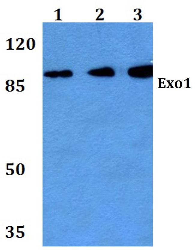 EXO1 Antibody in Western Blot (WB)