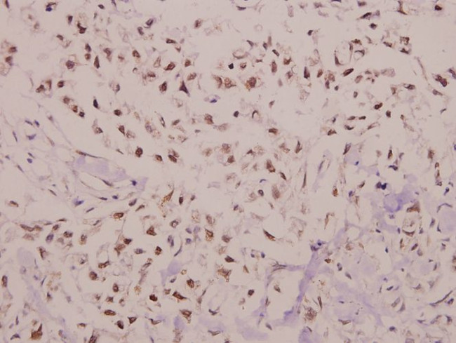 C/EBP gamma Antibody in Immunohistochemistry (Paraffin) (IHC (P))