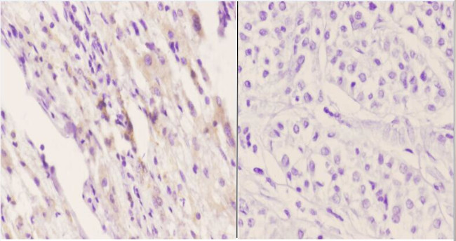 Apelin Receptor Antibody in Immunohistochemistry (Paraffin) (IHC (P))