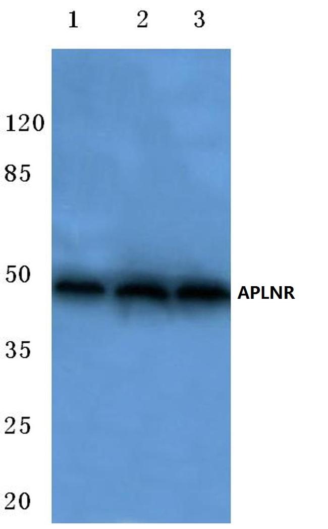 Apelin Receptor Antibody in Western Blot (WB)