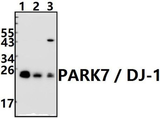 DJ-1 Antibody in Western Blot (WB)