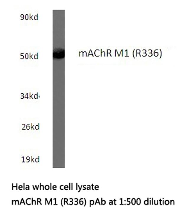 CHRM1 Antibody in Western Blot (WB)