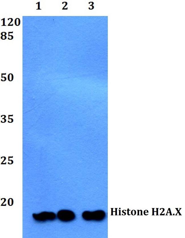 Histone H2A.X Antibody in Western Blot (WB)