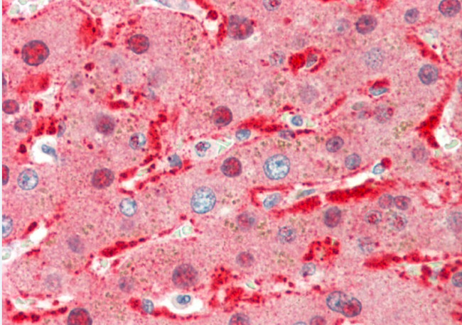 Angiopoietin 1 Antibody in Immunohistochemistry (Paraffin) (IHC (P))