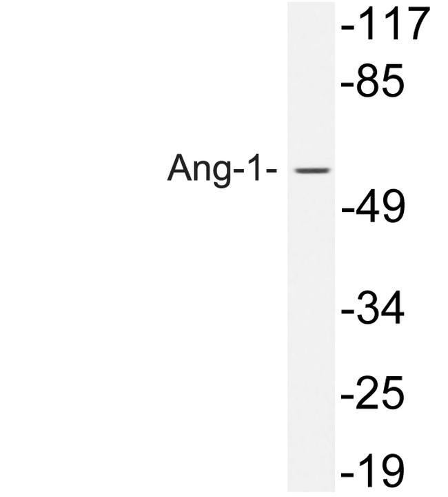 Angiopoietin 1 Antibody in Western Blot (WB)