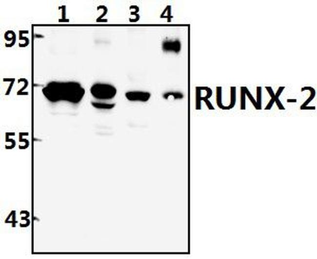 RUNX2 Antibody in Western Blot (WB)