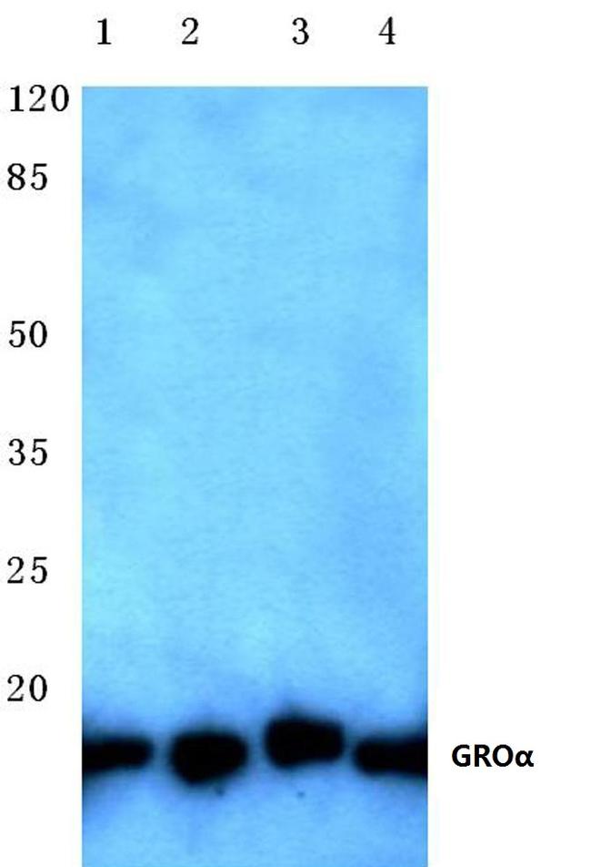 CXCL1 Antibody in Western Blot (WB)