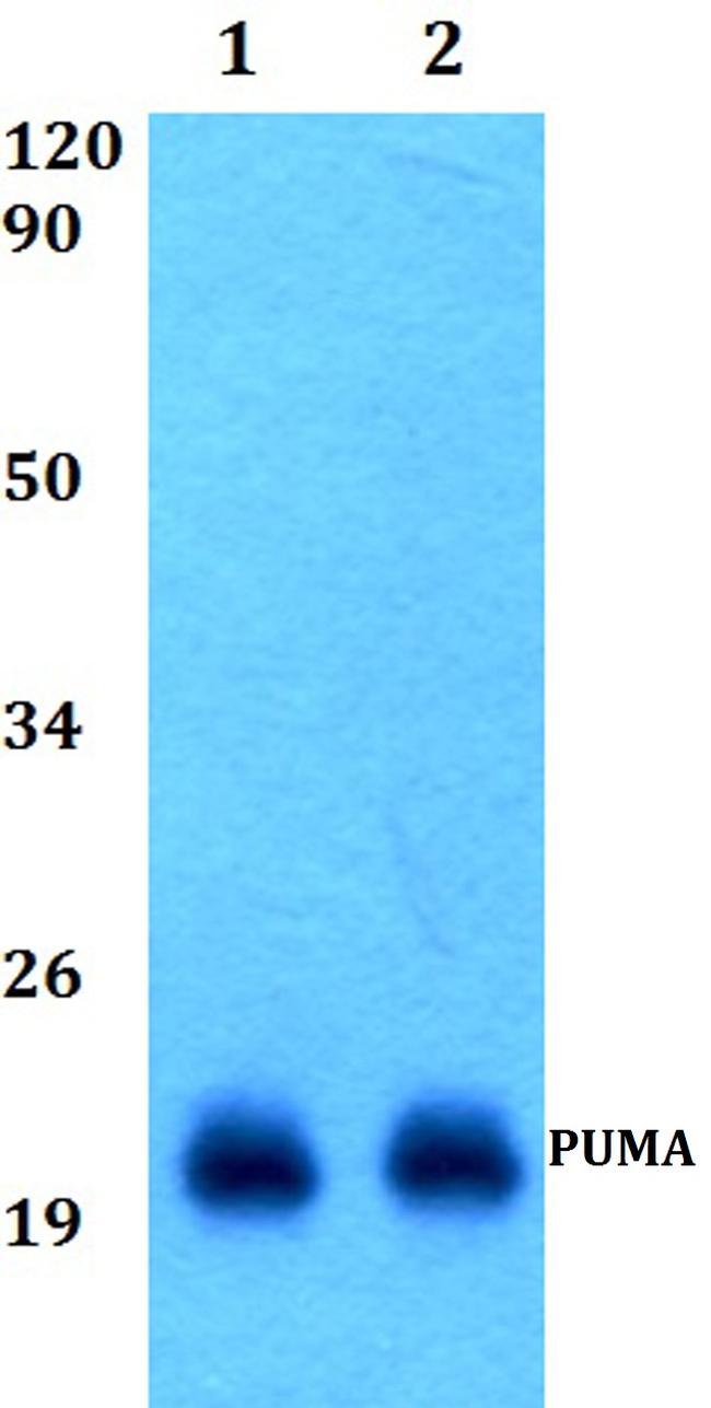 PUMA alpha Antibody in Western Blot (WB)