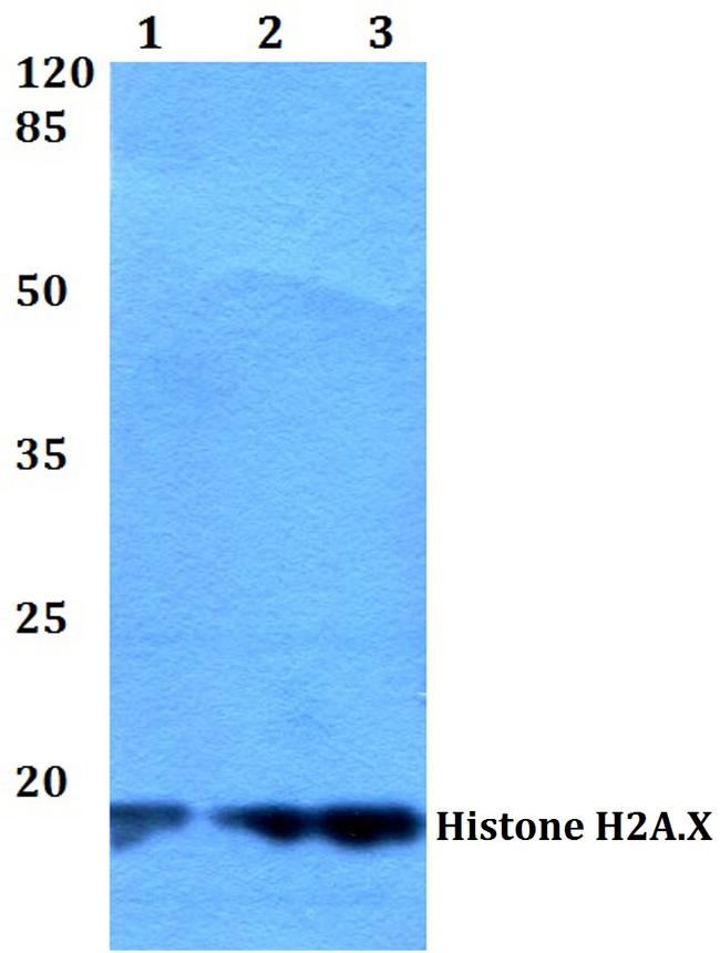 Histone H2A.X Antibody in Western Blot (WB)