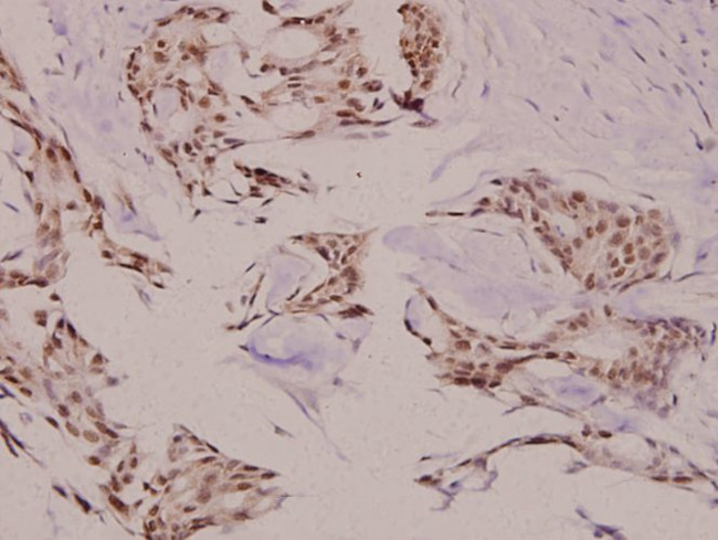 p23 Antibody in Immunohistochemistry (Paraffin) (IHC (P))