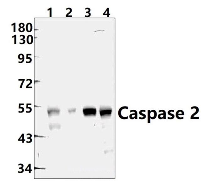 Caspase 2 Antibody in Western Blot (WB)