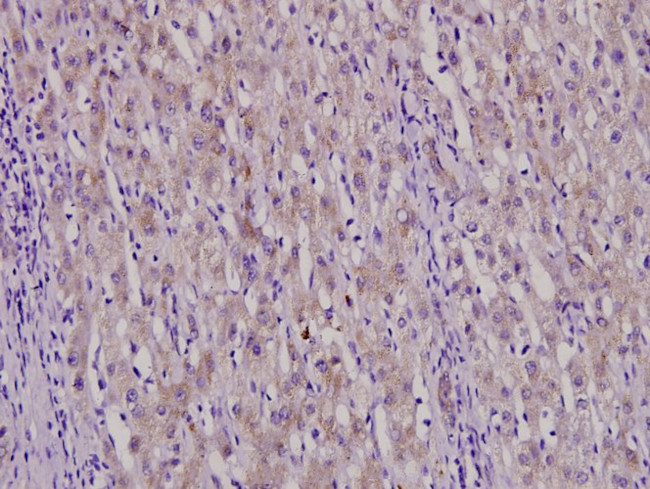 SERPINA5 Antibody in Immunohistochemistry (Paraffin) (IHC (P))