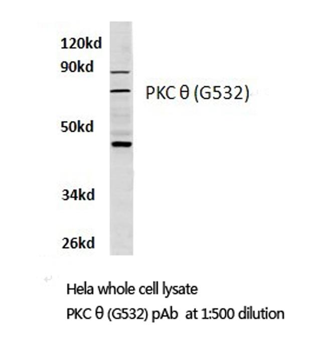 PKC theta Antibody in Western Blot (WB)