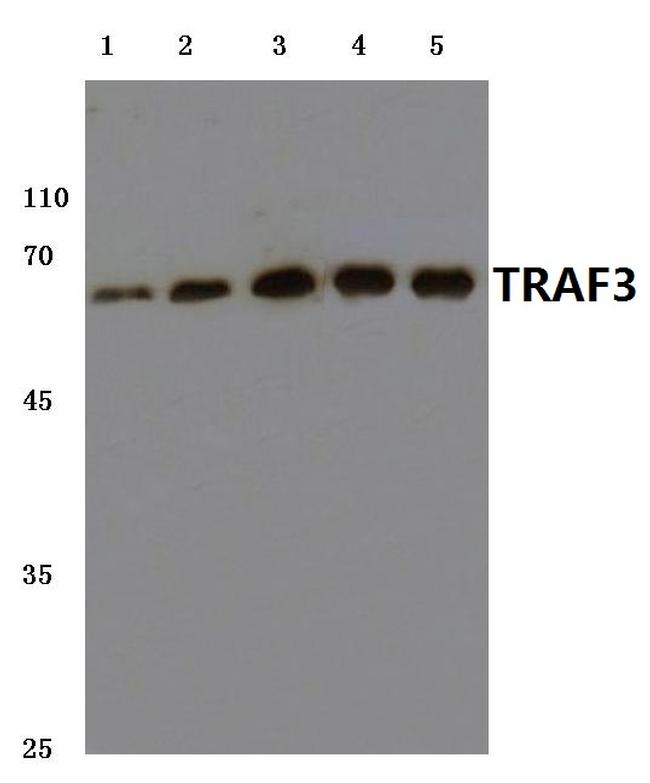 TRAF3 Antibody in Western Blot (WB)