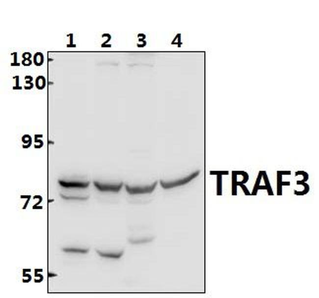 TRAF3 Antibody in Western Blot (WB)