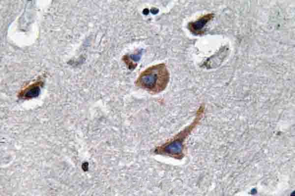 IL-12 p35 Antibody in Immunohistochemistry (Paraffin) (IHC (P))