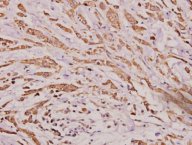 IGHA1 Antibody in Immunohistochemistry (Paraffin) (IHC (P))