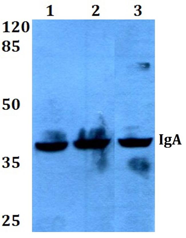 IGHA1 Antibody in Western Blot (WB)