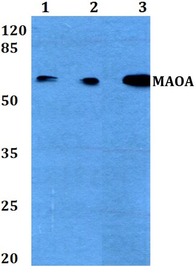 MAOA Antibody in Western Blot (WB)