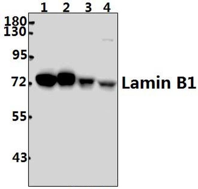 Lamin B1 Antibody in Western Blot (WB)