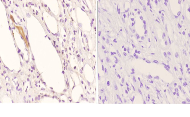 APOE Antibody in Immunohistochemistry (Paraffin) (IHC (P))