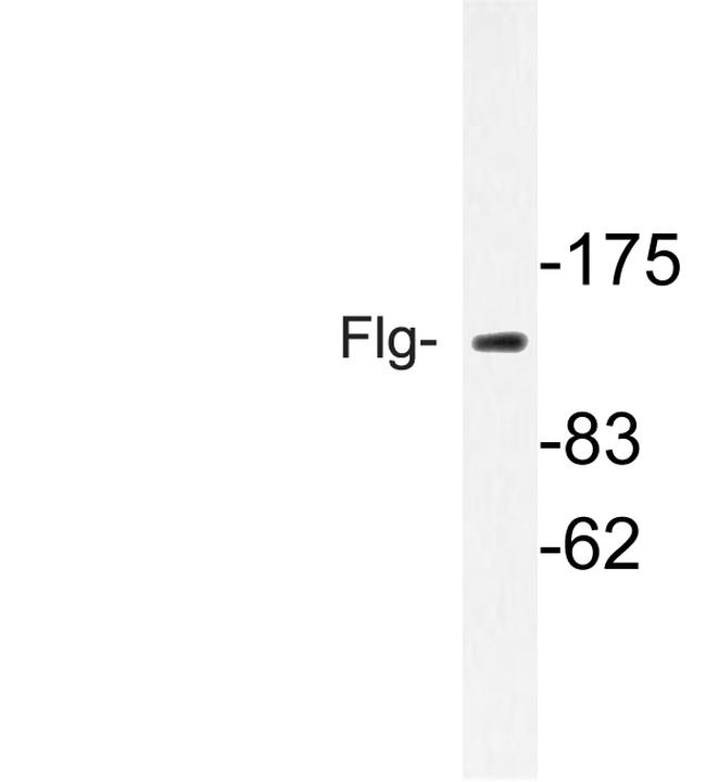 FGFR1 Antibody in Western Blot (WB)