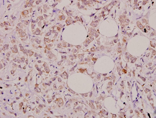 IL-32 Antibody in Immunohistochemistry (Paraffin) (IHC (P))