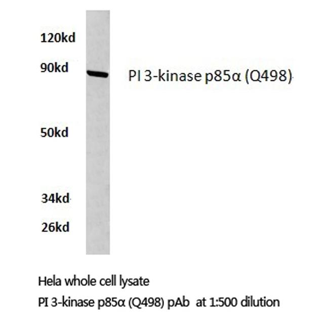 PI3K p85 alpha Antibody in Western Blot (WB)