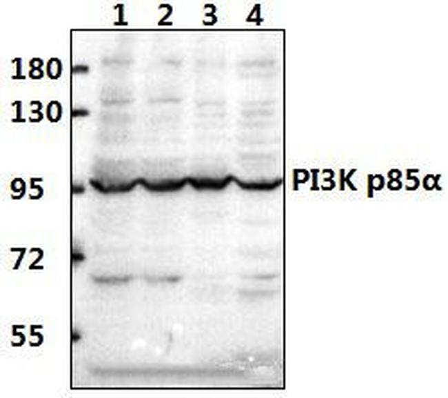 PI3K p85 alpha Antibody in Western Blot (WB)