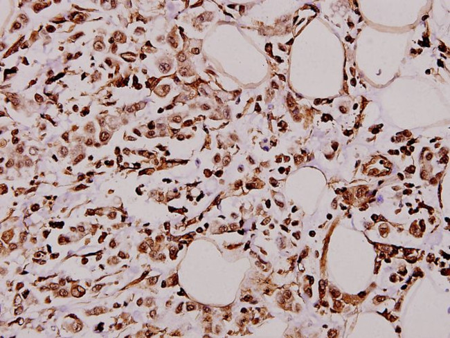 Caspase 4 Antibody in Immunohistochemistry (Paraffin) (IHC (P))