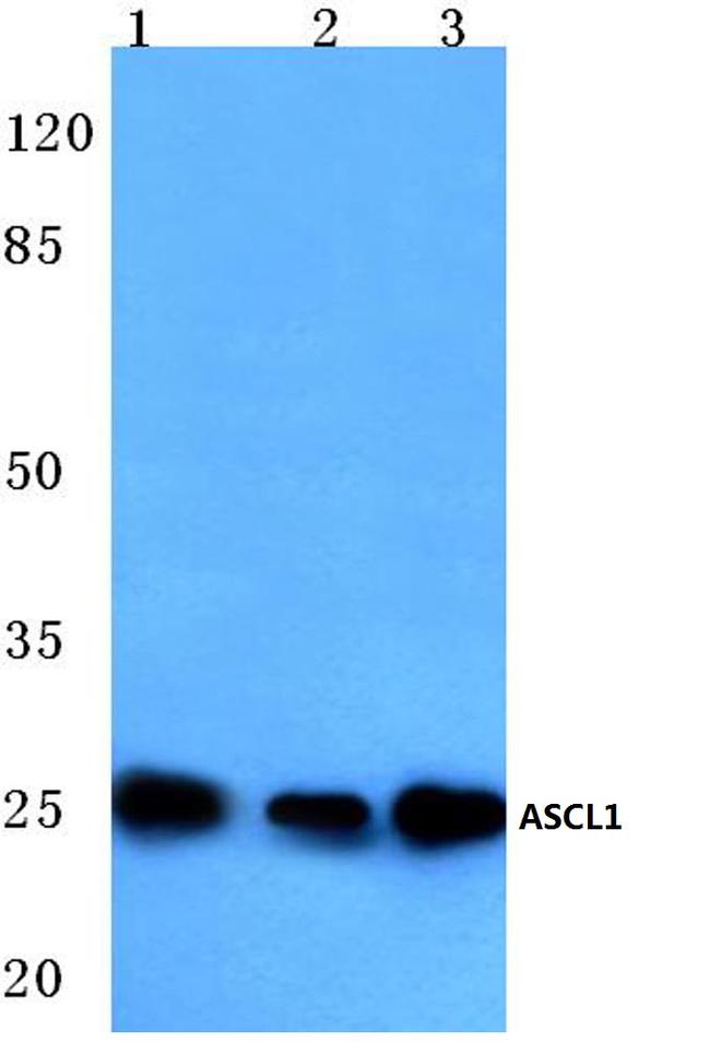 ASCL1 Antibody in Western Blot (WB)