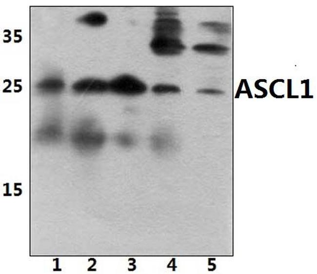 ASCL1 Antibody in Western Blot (WB)