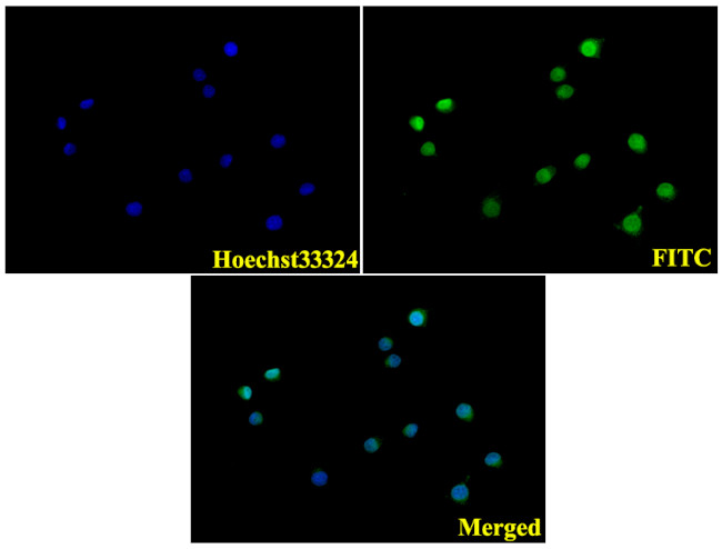 RPSA Antibody in Immunocytochemistry (ICC/IF)