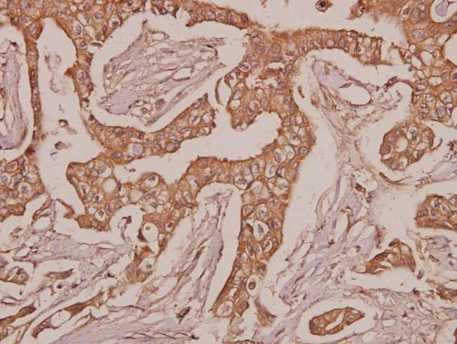 RPSA Antibody in Immunohistochemistry (Paraffin) (IHC (P))