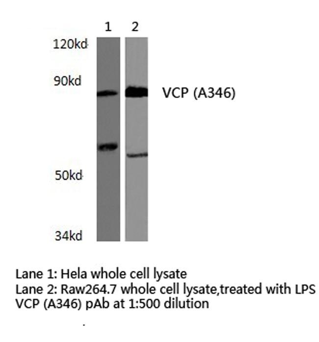 VCP Antibody in Western Blot (WB)