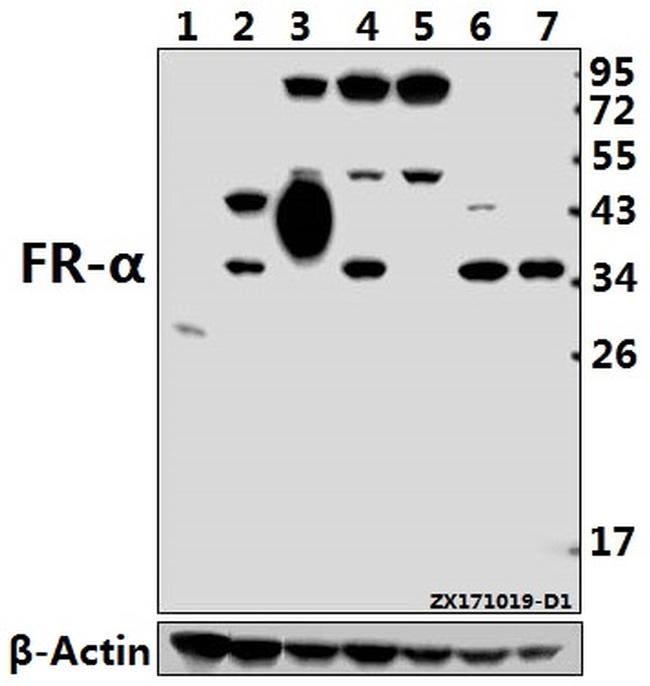 Folate Receptor alpha Antibody in Western Blot (WB)