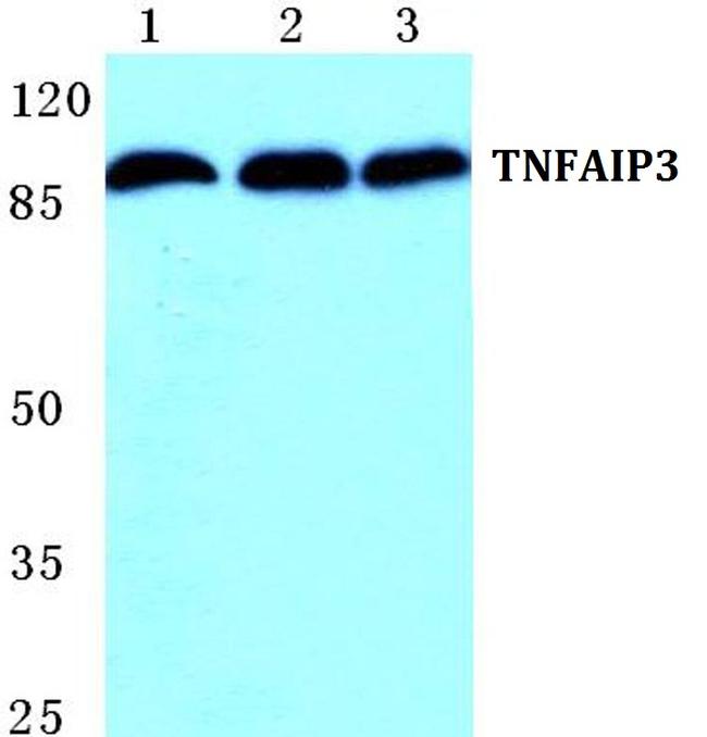 TNFAIP3 Antibody in Western Blot (WB)