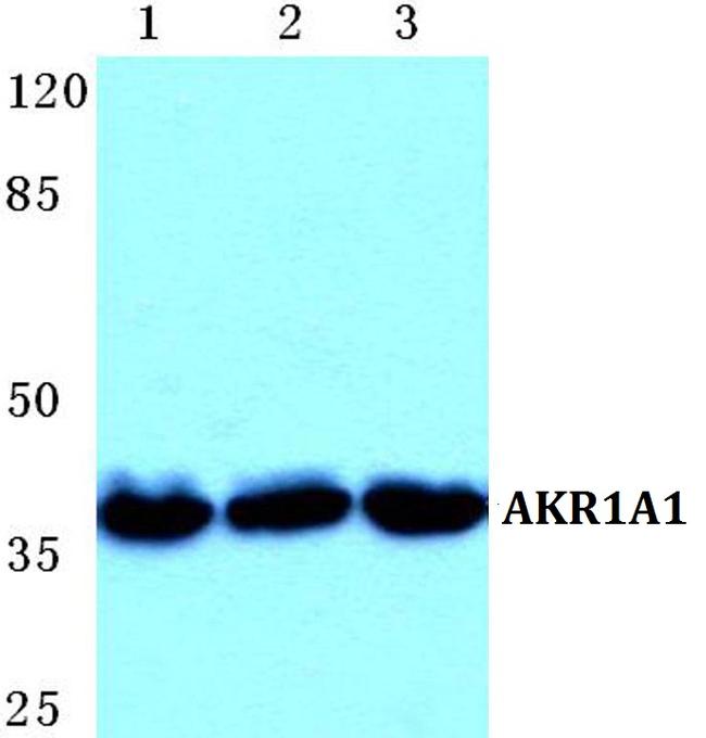 AKR1A1 Antibody in Western Blot (WB)