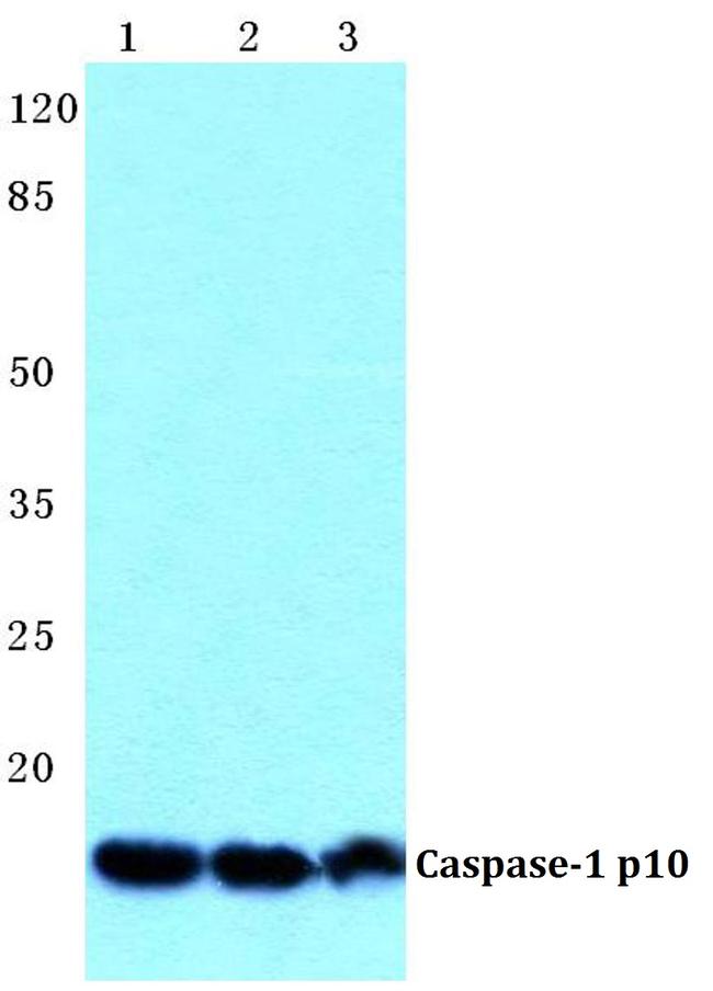 Caspase 1 Antibody in Western Blot (WB)