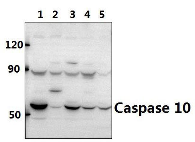 Caspase 10 Antibody in Western Blot (WB)