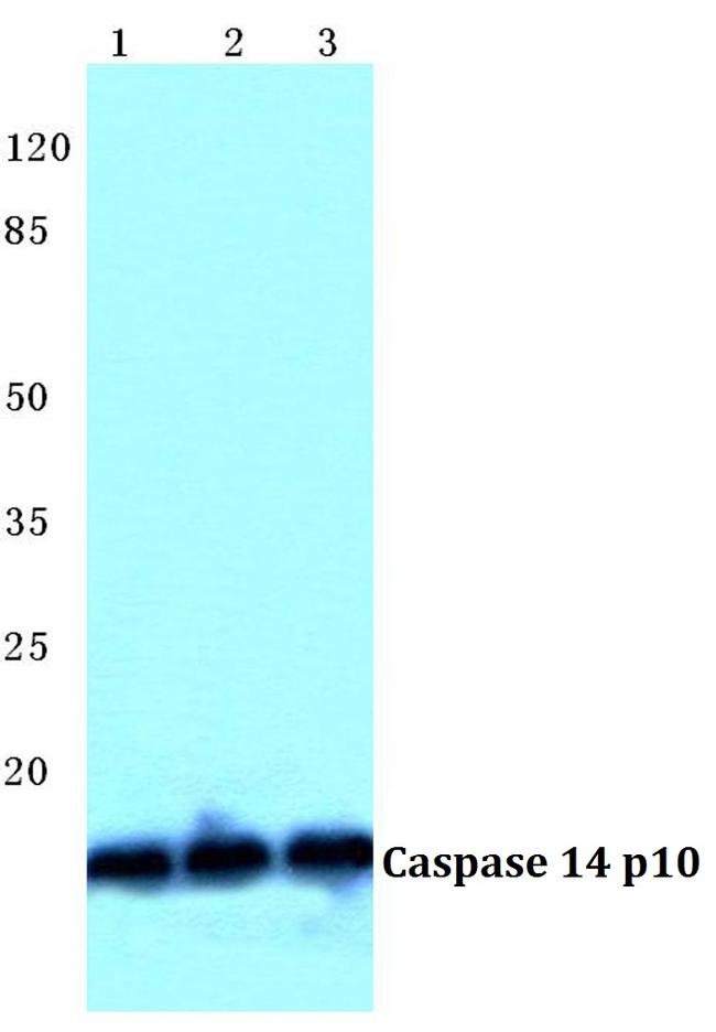 Caspase 14 Antibody in Western Blot (WB)