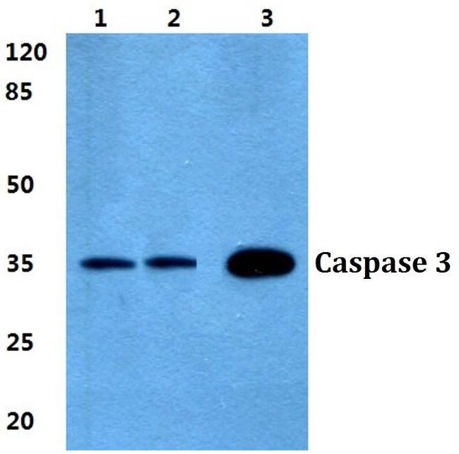 Caspase 3 Antibody in Western Blot (WB)