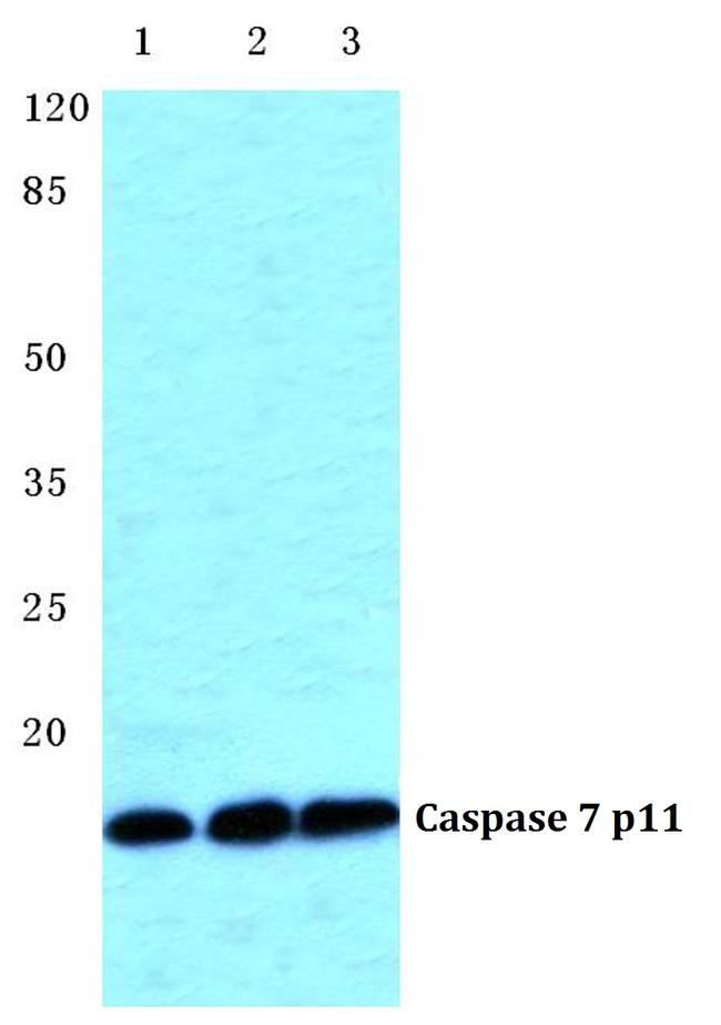 Caspase 7 p11 Antibody in Western Blot (WB)