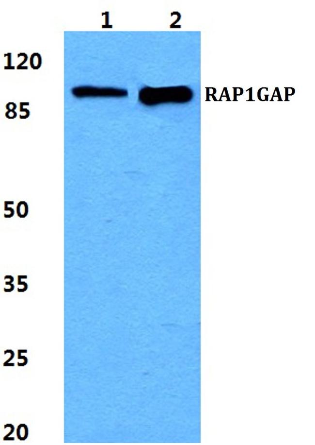 RAP1GAP Antibody in Western Blot (WB)