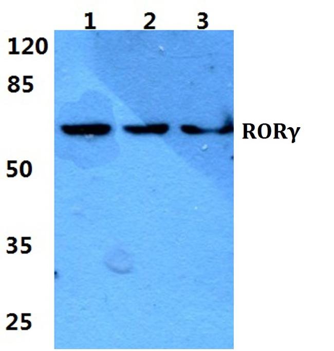 ROR gamma (t) Antibody in Western Blot (WB)