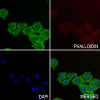 TOMM20 Antibody in Immunocytochemistry (ICC/IF)