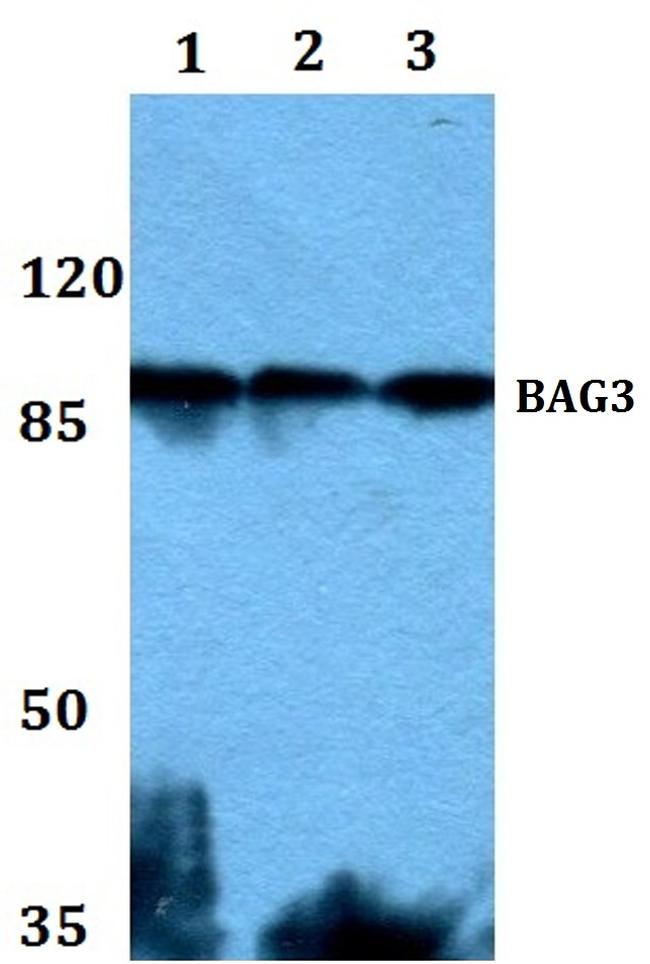 BAG3 Antibody in Western Blot (WB)