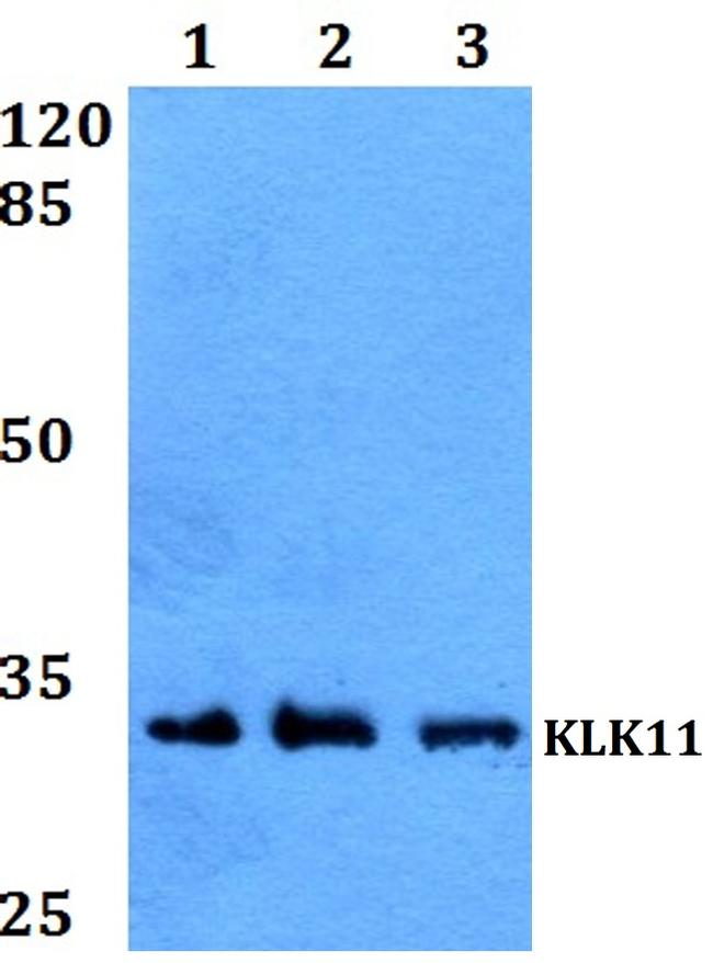 Kallikrein 11 Antibody in Western Blot (WB)